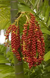 Berry Prints: Africa; Malawi; Mangochi; Lake Malawi; Date palm tree with fruit at Club Makakola