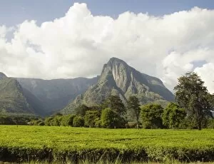 Africa; Malawi; Mulanje; Mt. Mulanje; Mt. Mulanje behind tea estate