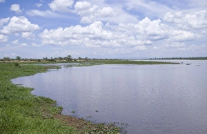 Images Dated 2nd December 2006: Africa; Malawi; Shire river; Shoreline along Shire river