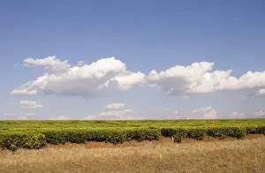 Tea Bush Prints: Africa, Malawi, Thyolo, Tea bushes growing on tea estate