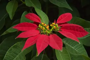 Africa; Malawi; Zomba; Poinsettia flower on Zomba mountain