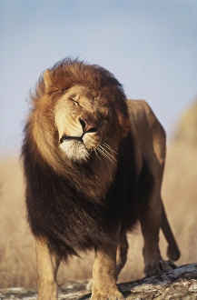 Images Dated 10th June 2014: Africa, Male African Lion (Panthera leo)