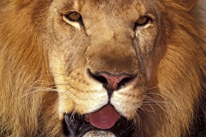 Lincoln Peak Prints: Africa. Male African Lion (Panthera leo)