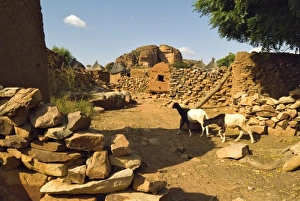 Prints of Africa, West Africa, Mali, Songo Village. Goats walking walking past mud houses in Dongo-tribe village Images Dated 2003 October: Africa, Mali