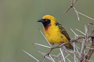 Prints of Africa, Masked weaver, Ngorongoro Crater, Tanzania Africa Prints: Africa, Masked weaver, Ngorongoro Crater, Tanzania