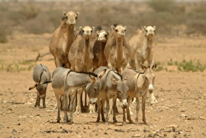 Images Dated 28th March 2006: Africa, Mauritania