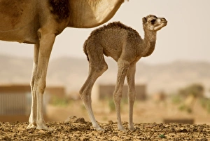 Africa, Mauritania