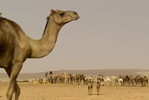 Images Dated 3rd April 2006: Africa, Mauritania