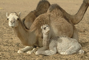 Images Dated 3rd April 2006: Africa, Mauritania