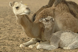 Images Dated 3rd April 2006: Africa, Mauritania