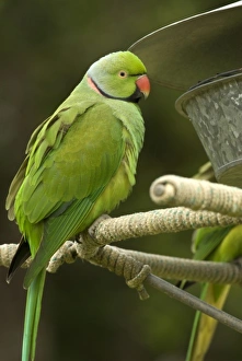 Images Dated 5th September 2007: Africa, Mauritius