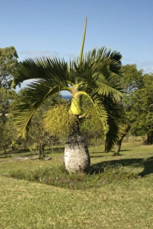 Images Dated 22nd September 2007: Africa, Mauritius