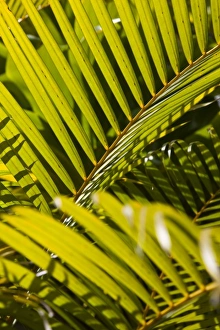Africa, Mauritius
