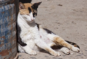 Images Dated 7th April 2009: Africa, Morocco