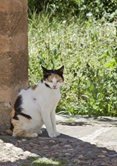 Images Dated 8th April 2009: Africa, Morocco