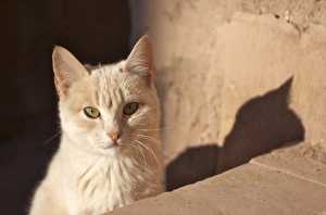 Images Dated 1st December 2008: Africa, Morocco