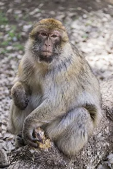 Atlas Mountains Prints: Africa, Morocco. An adult macaque monkey (rhesus macaque (Macaca mulatta)) sitting