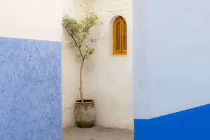 Alley Prints: Africa, Morocco, Asilah. Potted tree and painted walls