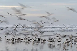 Blur Prints: Africa, Morocco, Casablanca. Flurry of seagulls on ocean shore