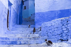 Africa, Morocco, Chefchaouen. Cats sit along the winding steps of an alley