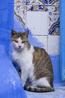 Morocco Collection: Africa, Morocco, Chefchaouen. A village cat sits against blue walls and tiles