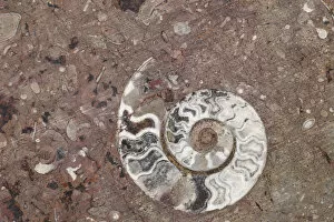 Morocco Gallery: Africa, Morocco, Erfoud. Details of ammonites, and other fossils exposed on a cut
