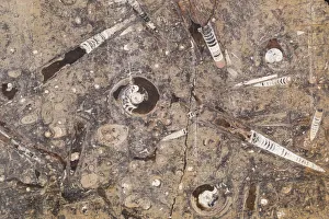 Fossil Prints: Africa, Morocco, Erfoud. Details of ammonites, orthoceras and other fossils exposed