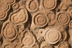 Circles Prints: Africa, Morocco, Erfoud. Details of fossils at fossil factory