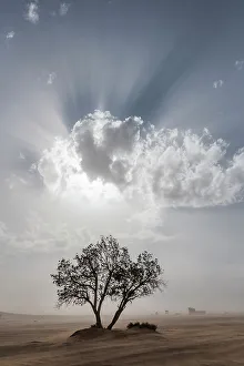 Blowing Prints: Africa, Morocco, Erg Chebbi. God rays in clouds over tree and desert sandstorm