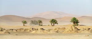 Blowing Prints: Africa, Morocco, Erg Chebbi. Trees and sandstorm over desert