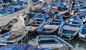 Gull Prints: Africa, Morocco, Essaouira. Close-up of seagull and moored boats