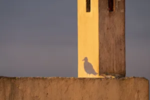 Essaouira Prints: Africa, Morocco, Essaouira. Shadow of seagull at sunrise