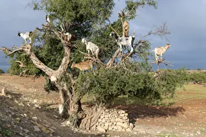 Climbing Prints: Africa, Morocco. Goats in tree. Credit as: Bill Young / Jaynes Gallery / DanitaDelimont