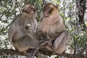 Africa, Morocco, . A pair of Barbary Apes, or Macaques, in the High Atlas Mountains