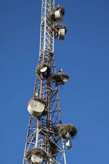 Morocco Collection: Africa, Morocco. Stork nests on communication tower