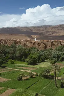 Oasis Prints: Africa, Morocco, Tinerhir. The lush oasis outside of Tinerhir, in Todra Gorge