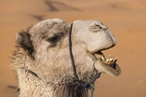 Morocco Collection: Africa, Morocco. An upclose look at a desert camel chewing, Sahara desert