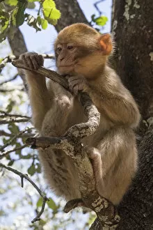 Africa, Morocco. A young Barbary Ape, or Macaque, in the High Atlas Mountains