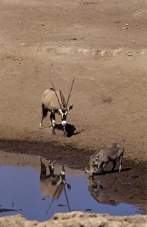 Images Dated 2nd February 2010: Africa, Namibia