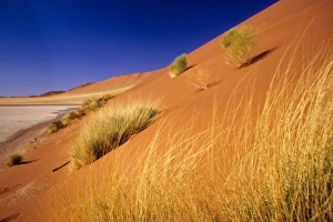 Images Dated 2nd February 2010: Africa, Namibia
