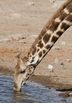 Images Dated 28th August 2009: Africa, Namibia