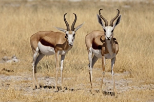 Images Dated 28th August 2009: Africa, Namibia