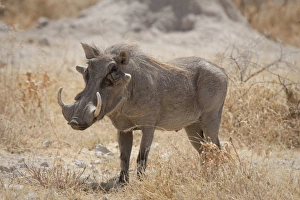 Africa, Namibia