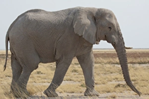 Images Dated 29th August 2009: Africa, Namibia
