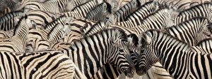 Images Dated 30th August 2009: Africa, Namibia