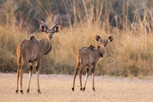 Images Dated 9th September 2010: Africa, Namibia