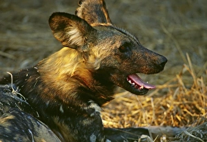 Images Dated 11th August 2009: Africa, Namibia