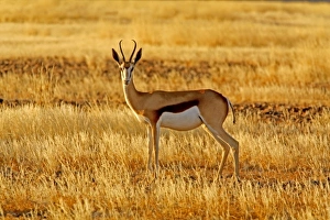 Africa, Namibia