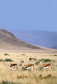 Images Dated 15th August 2008: Africa, Namibia