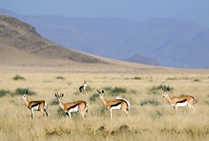 Images Dated 15th August 2008: Africa, Namibia
